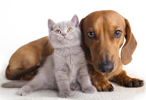 Pet Trusts: Providing for Man’s Best Friend (and Cats, Too)